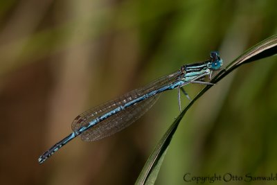 Blue Featherleg - Platycnemis pennipes