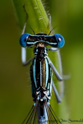 Blue Featherleg - Platycnemis pennipes