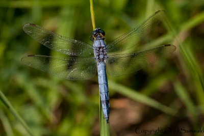 Southern Skimmer - Orthetrum brunneum