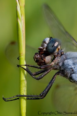 Southern Skimmer - Orthetrum brunneum