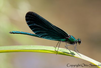 Beautiful Demoiselle - Calopteryx virgo