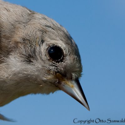 Penduline Tit - Remiz pendulinus