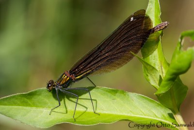 Beautiful Demoiselle - Calopteryx virgo