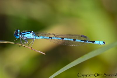 Common Bluet - Enallagma cyathigerum