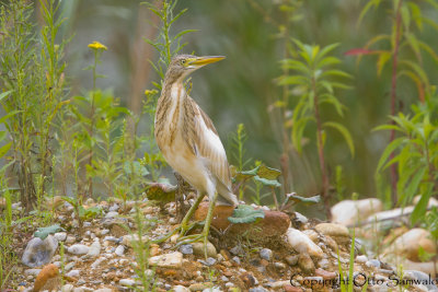 Squacco Heron - Ardeola ralloides