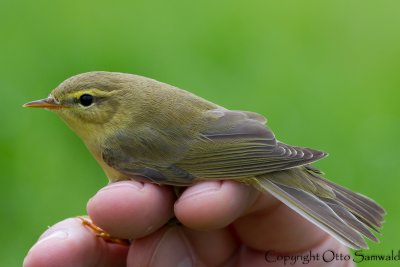 Willow Warbler - Phylloscopus trochilus