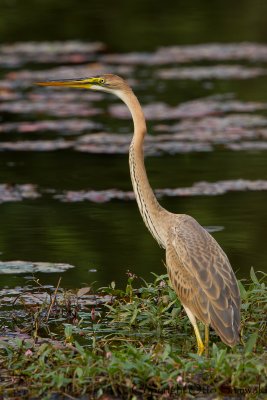 Purple Heron - Ardea purpurea