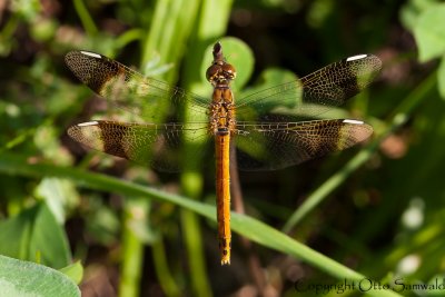 Banded Darter - Sympetrum pedemontanum