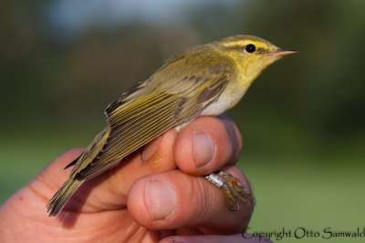 Wood Warbler - Phylloscopus sibilatrix