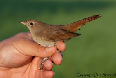 Nightingale - Luscinia megarhynchos
