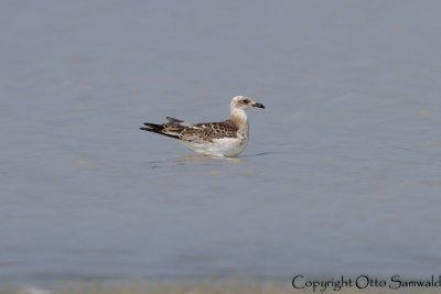 Mediterranean Gull - Larus melanocephalus