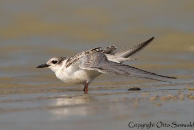 Whiskered Tern - Chlidonias hybrida
