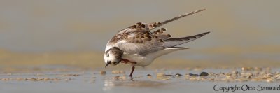 Whiskered Tern - Chlidonias hybrida