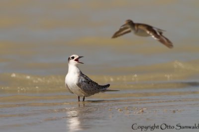 Whiskered Tern - Chlidonias hybrida