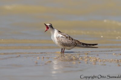 Whiskered Tern - Chlidonias hybrida