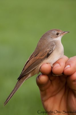 Common Whitethroat - Sylvia communis