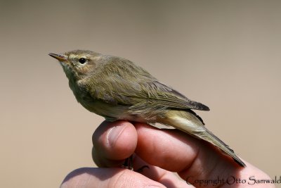 Chiffchaff - Phylloscopus collybita