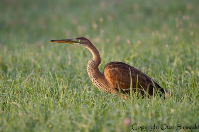Purple Heron - Ardea purpurea