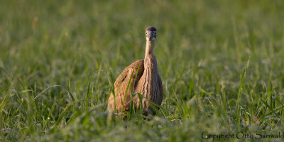 Purple Heron - Ardea purpurea