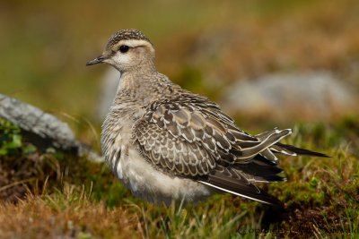 Dotterel - Charadrius morinellus
