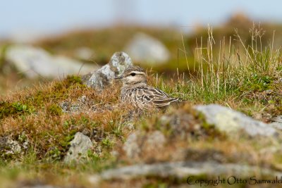 Dotterel - Charadrius morinellus