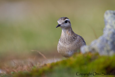 Dotterel - Charadrius morinellus