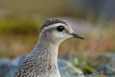 Dotterel - Charadrius morinellus