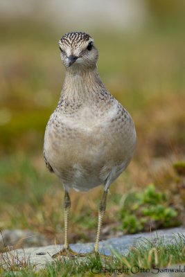 Dotterel - Charadrius morinellus
