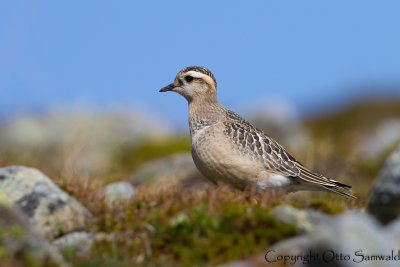 Dotterel - Charadrius morinellus