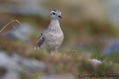 Dotterel - Charadrius morinellus