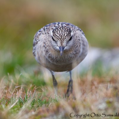 Dotterel - Charadrius morinellus