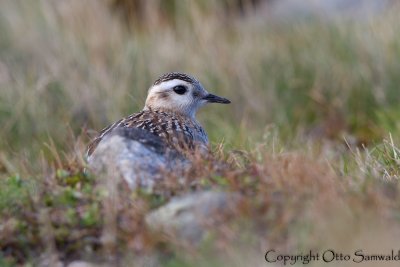 Dotterel - Charadrius morinellus