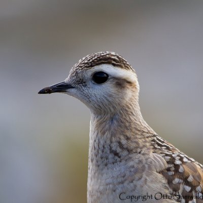 Dotterel - Charadrius morinellus