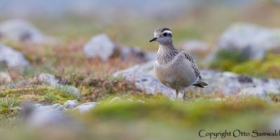 Dotterel - Charadrius morinellus