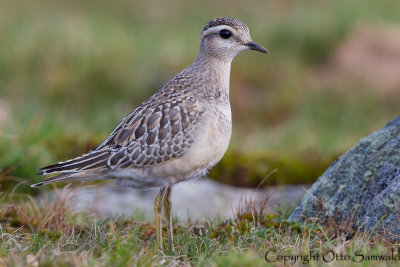 Dotterel - Charadrius morinellus