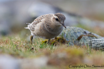 Dotterel - Charadrius morinellus