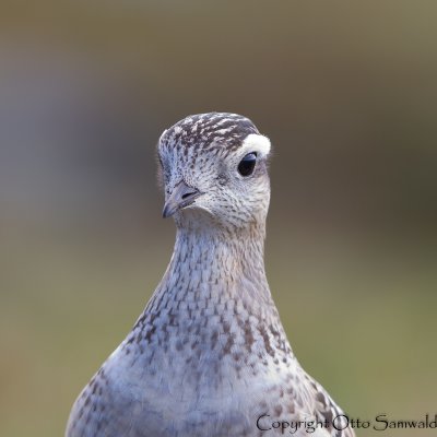 Dotterel - Charadrius morinellus