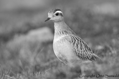 Dotterel - Charadrius morinellus