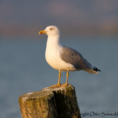 Yellow-legged Gull - Larus michahellis