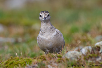 Dotterel - Charadrius morinellus