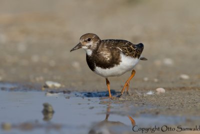 Ruddy Turnstone - Arenaria interpres