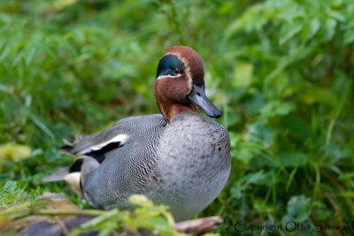 Eurasian Teal - Anas crecca