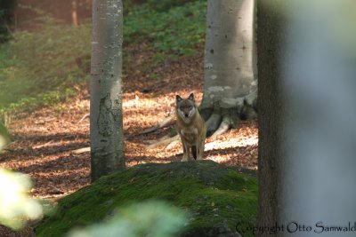 Wolf - Canis lupus