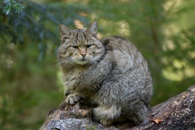 Wildcat - Felis silvestris