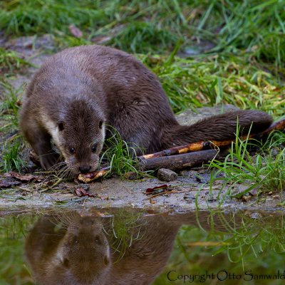 River Otter  - Lutra lutra