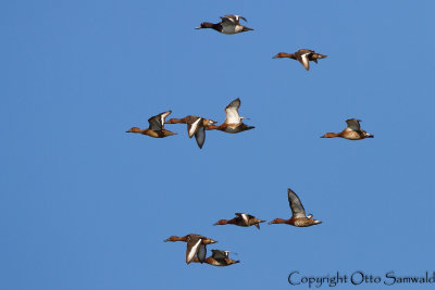 Ferruginous Duck - Aythya nyroca