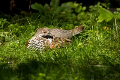 Hazel Grouse - Tetrastes bonasia