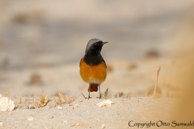 Black Redstart - Phoenicurus ochruros