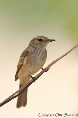 Spotted Flycatcher - Muscicapa striata