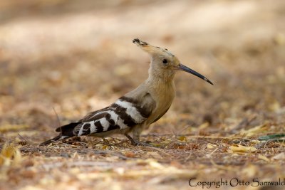Eurasian Hoopoe - Upupa epos